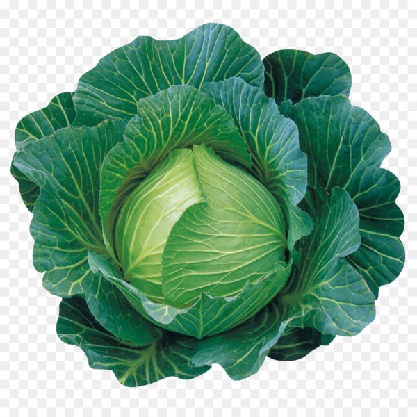 Кара Лахана капуста