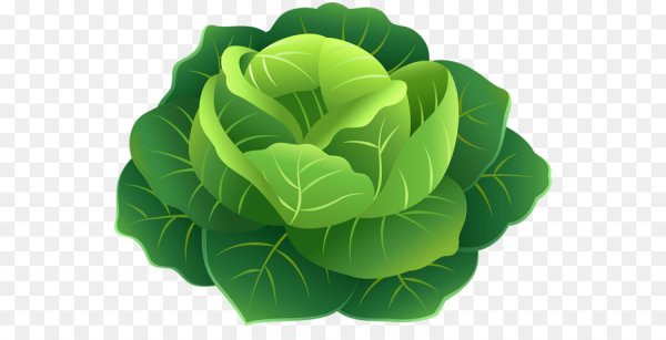 Капуста вектор