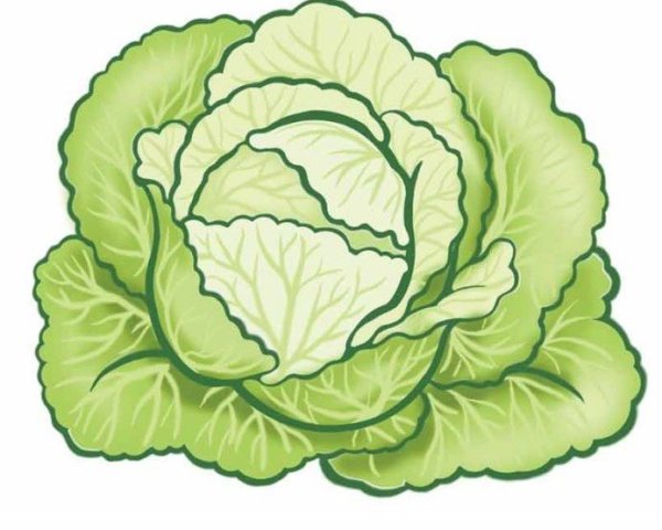 Нарисовать капусту