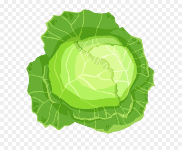Капуста вектор