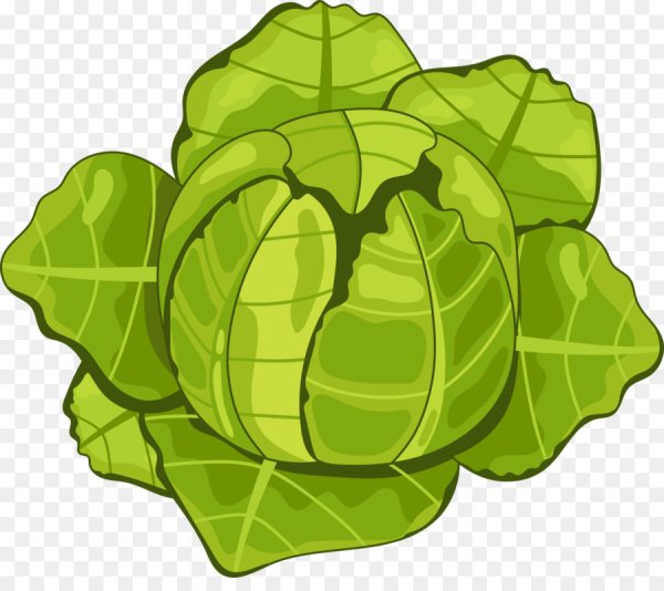 Капуста вектор