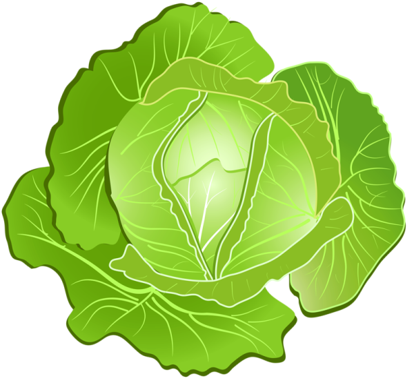 Капуста карточка для детей