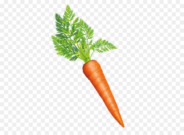 Листья морковки