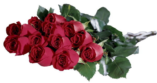 Розы на прозрачном фоне