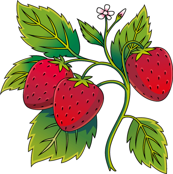 Земляника для дошкольников