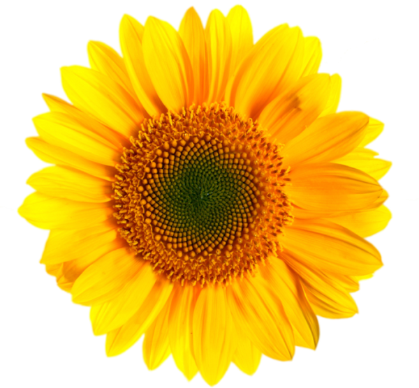Подсолнух на прозрачном фоне