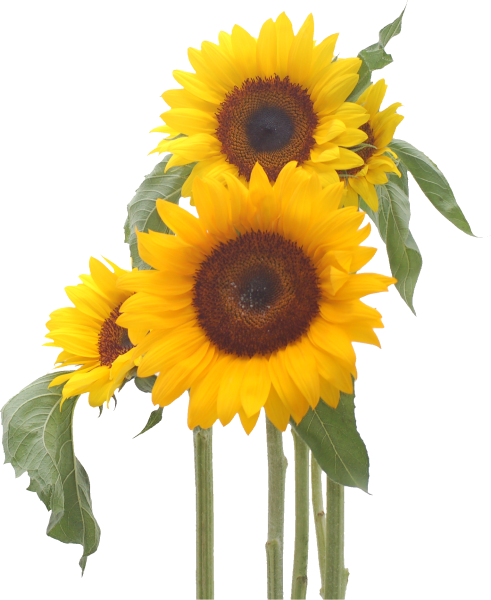 Белый подсолнух