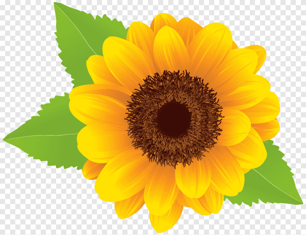 Подсолнух на белом фоне