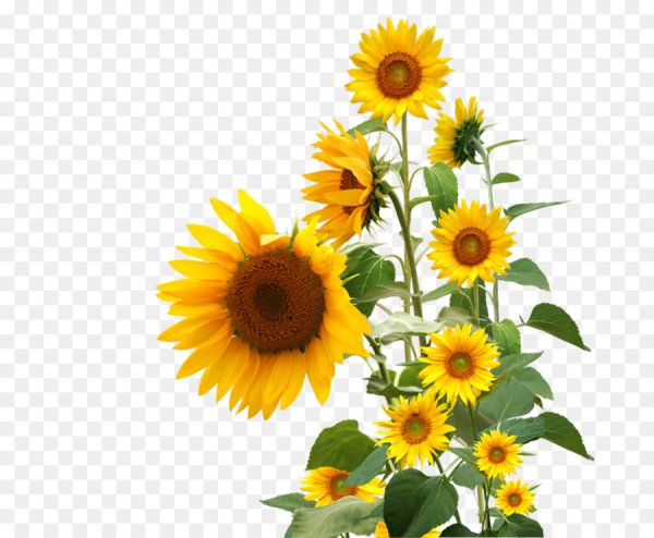 Подсолнух на прозрачном фоне