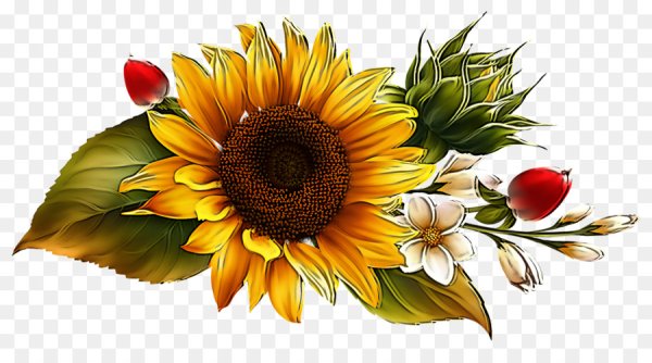 Подсолнечник на белом фоне