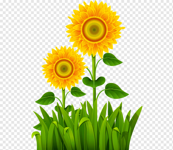 Цветы Подсолнухи