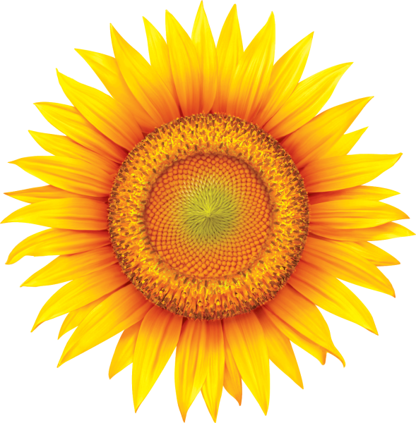 Sunflower на белом фоне