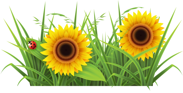 Векторный подсолнух