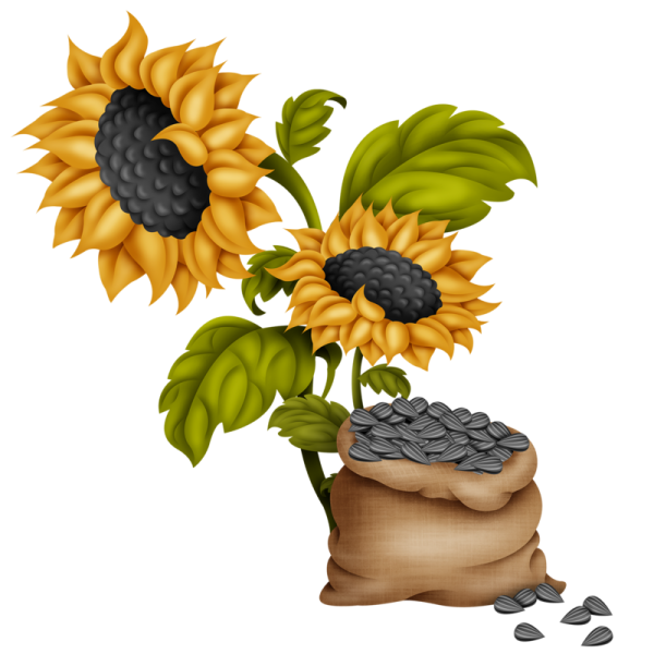 Подсолнечник на прозрачном фоне