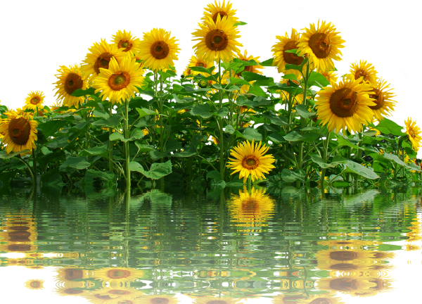 Подсолнух на прозрачном фоне