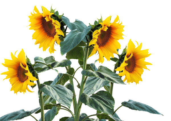 Букет подсолнухов на прозрачном фоне