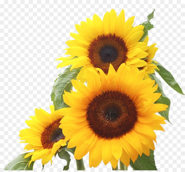Подсолнух на прозрачном