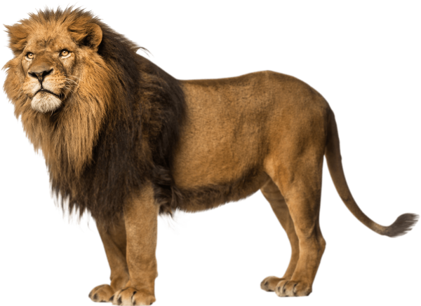 Лев на белом фоне