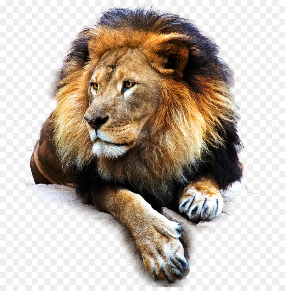 Голова Льва