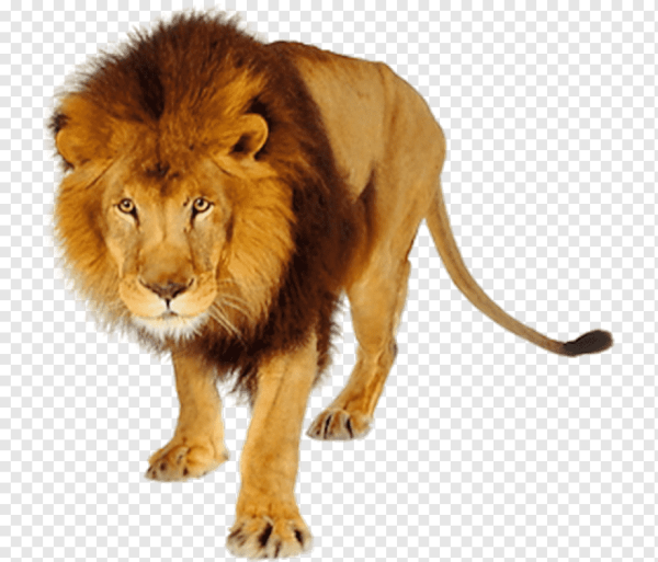 Лев на прозрачном фоне