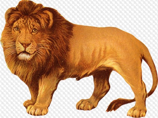 Лев рисунок