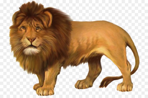 Лев на прозрачном фоне
