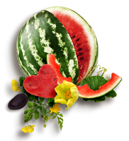 Арбуз на прозрачном фоне