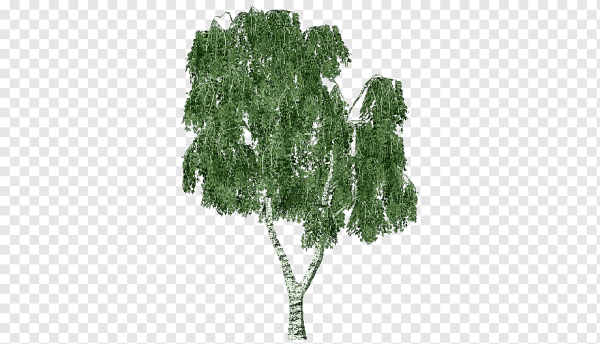 Береза на белом фоне