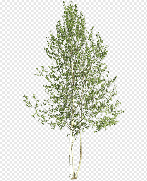 Тонкое дерево