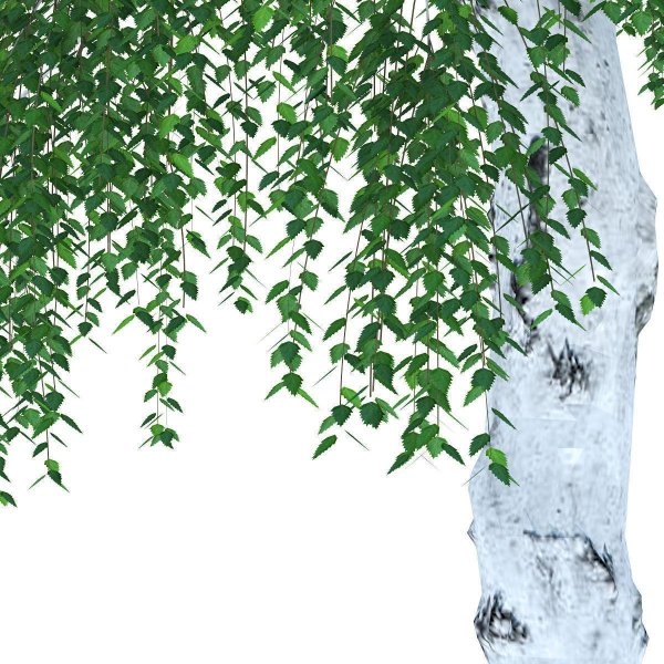 Ветка березы клипарт