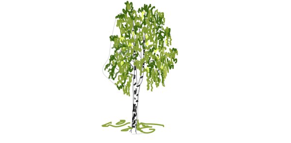 Береза на белом фоне