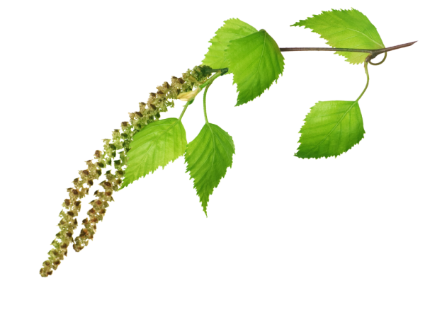 Берёза листья