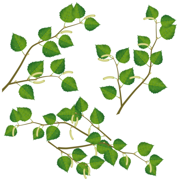 Ветки береза