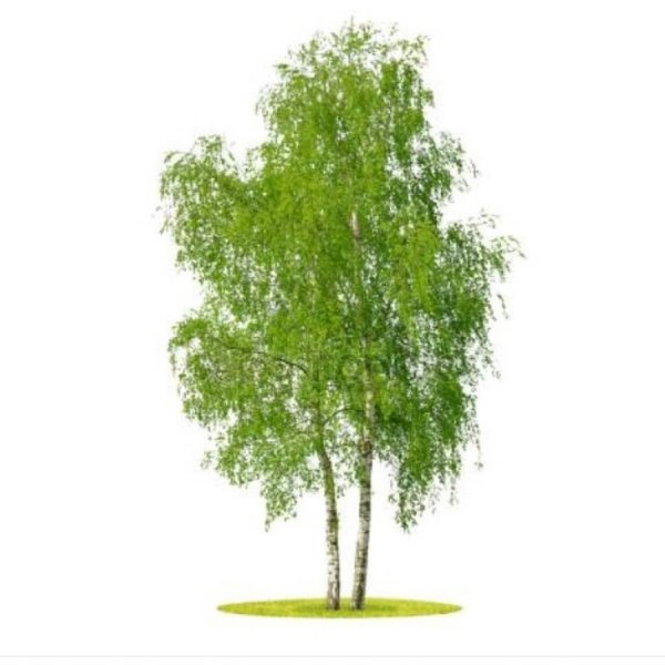 Береза на белом фоне