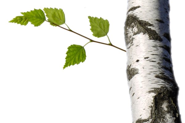 Береза на прозрачном фоне