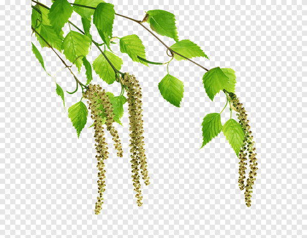 Ветки береза