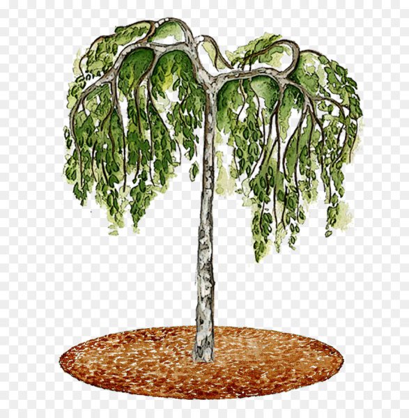 Березка на прозрачном фоне