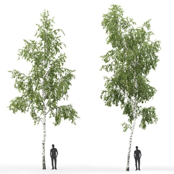 Высота березы