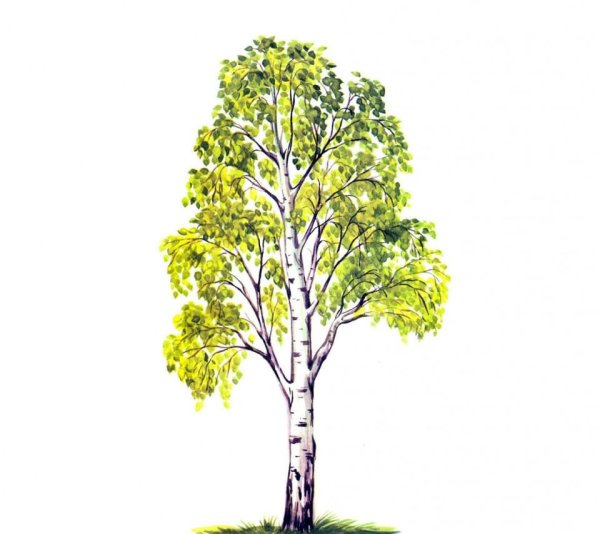 Дерево друидов берёза