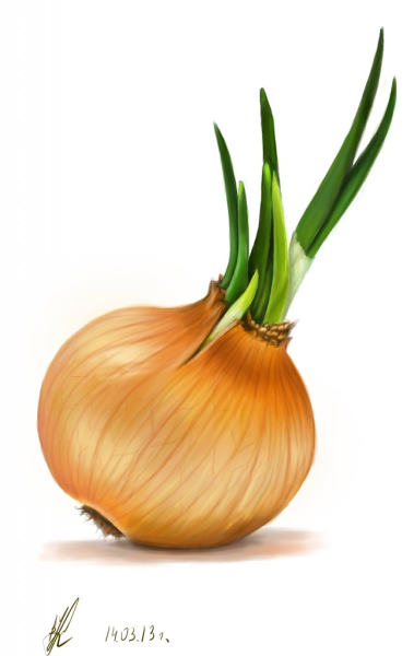 Лук репчатый