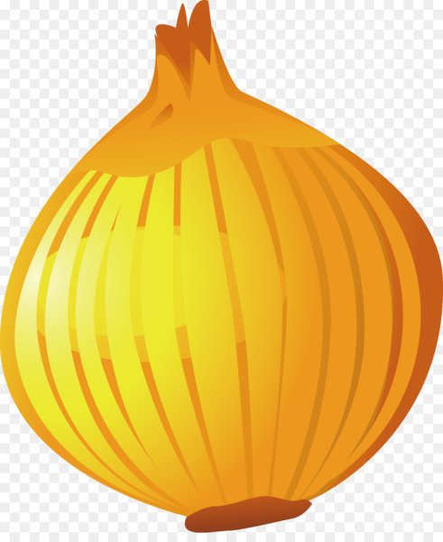 Лук репчатый вектор