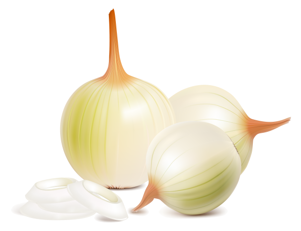 Лук репчатый вектор