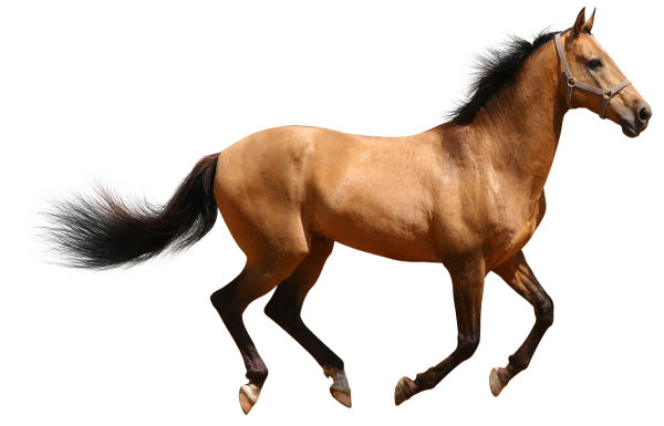 Лошадь на прозрачном фоне