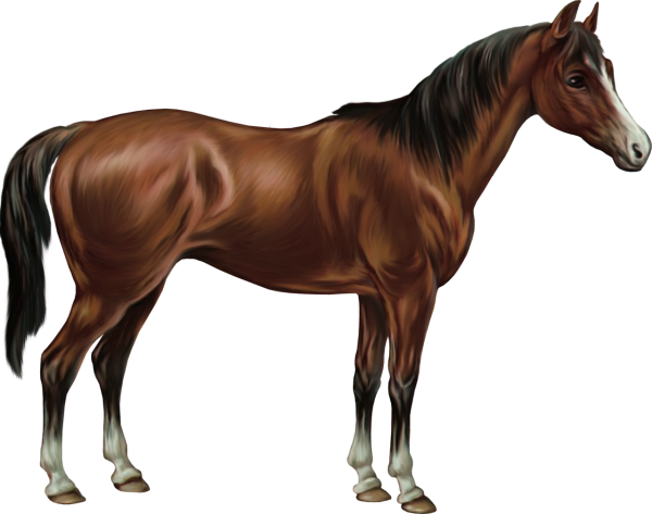 Лошадь для детей