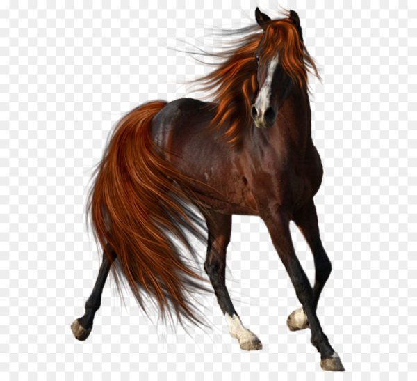 Лошадь на прозрачном фоне