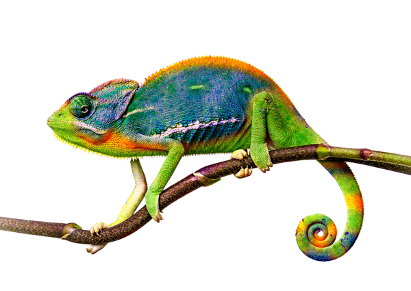 Хамелеон акварель