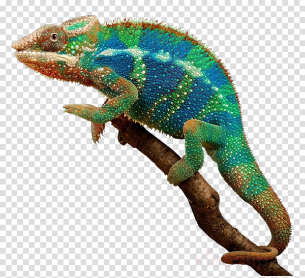 Хамелеон для детей