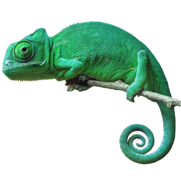 Рептилии на белом фоне