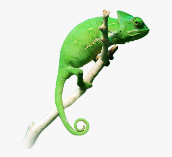 Хамелеон прозрачный