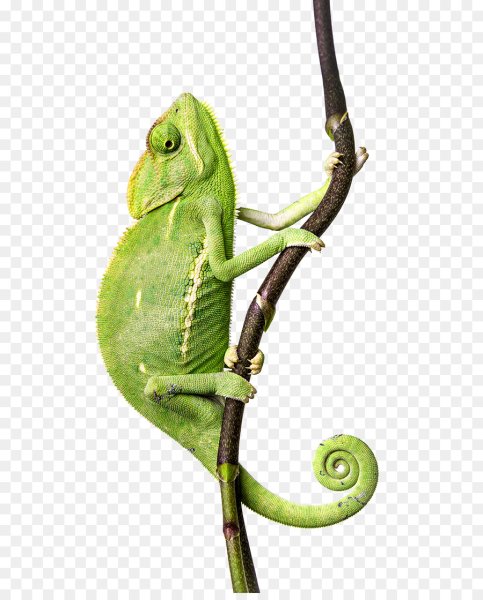 Хамелеон на белом фоне
